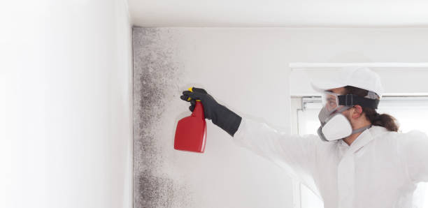 Best Insurance-Related Mold Remediation in Woodland Park, CO